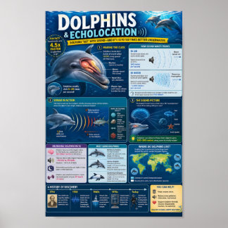 Dolfijnen Infographic Poster