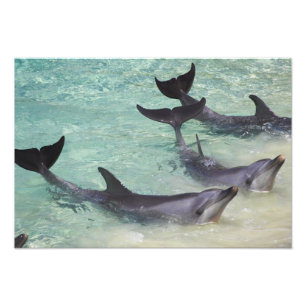 Dolfijnen, Sea World, Gold Coast, Queensland, Foto Afdruk