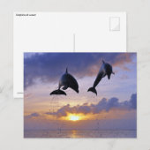 Dolfijnen springen op zonsondergang briefkaart (Voorkant / Achterkant)