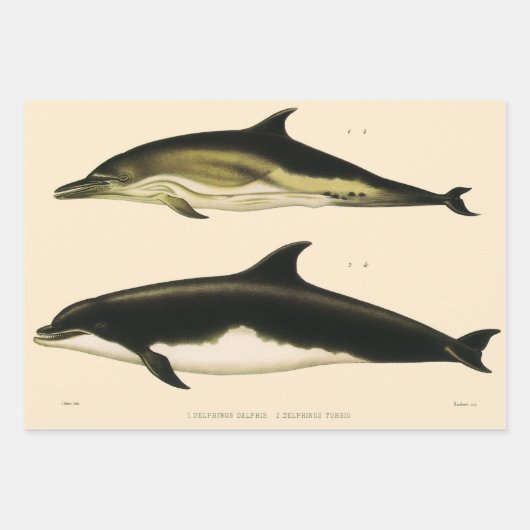  dolfijnen, zeedieren en zoogdieren inpakpapier vel (Voorkant)