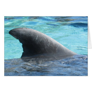 Doll Fin - TBD - serie