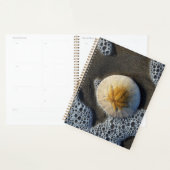 Dollar de sable et Surf Plage (Devant avec enveloppe)