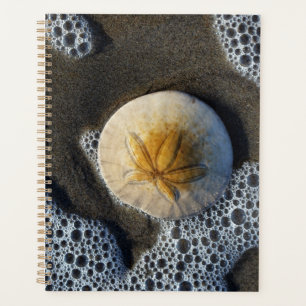 Dollar de sable et Surf Plage
