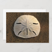 Dollar de sable Shell Beach Invitation (Photo coul (Devant / Derrière)