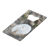 Dollar du sable dans le Fiji Reef à Low Tide (Devant Angle)