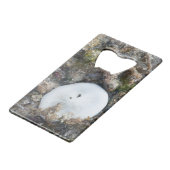 Dollar du sable dans le Fiji Reef à Low Tide (Dos Angle)