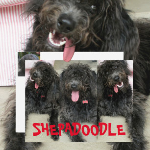 Dolle Shepadoodles Honden Briefkaart