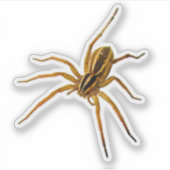 Dolle Wolfspin (Rabidosa rabida) Sticker (Voorkant)