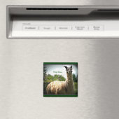 Dolly Llama Magnet (In Situ (Lave-vaisselle))