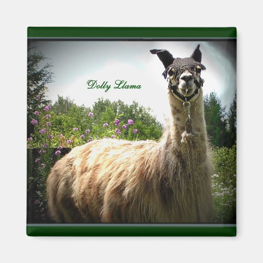 Dolly Llama Magnet (Devant)