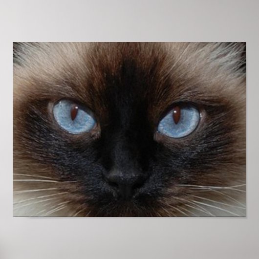 DOLLY THE RAGDOLL CAT POSTER (Voorkant)