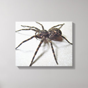Dolomedes tenebrosus - Geviste spin Canvas Afdruk