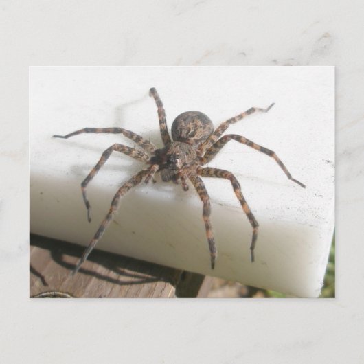 Dolomedes Vrouw Briefkaart (Voorkant)