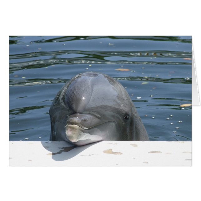 Dolphin (Voorkant Horizontaal)