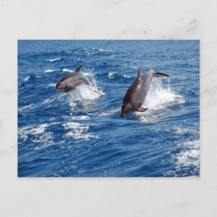 Dolphin Adventure Briefkaart