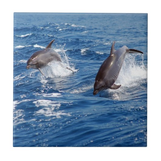 Dolphin Adventure Tegeltje (Voorkant)