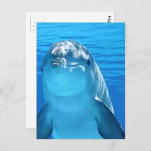 Dolphin Briefkaart (Voorkant / Achterkant)