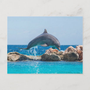 Dolphin Briefkaart