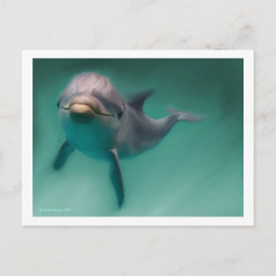 Dolphin Briefkaart