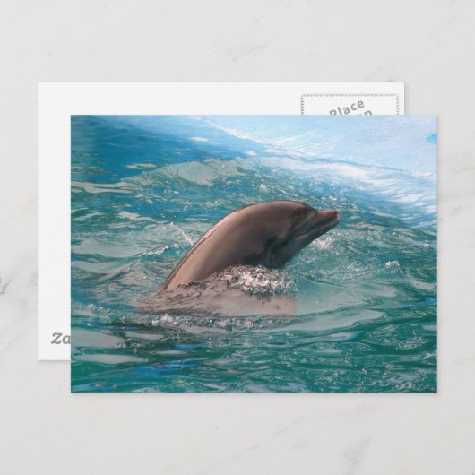 Dolphin Briefkaart (Voorkant / Achterkant)