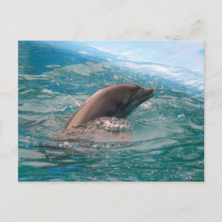Dolphin Briefkaart