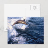 Dolphin Briefkaart (Voorkant / Achterkant)