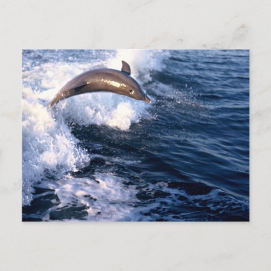 Dolphin Briefkaart (Voorkant)