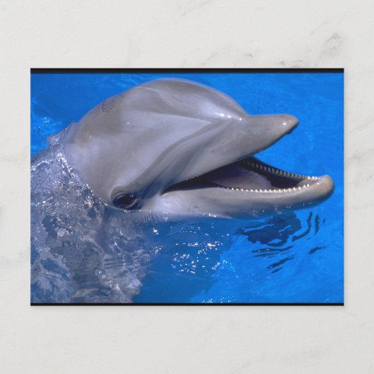 Dolphin Briefkaart (Voorkant)