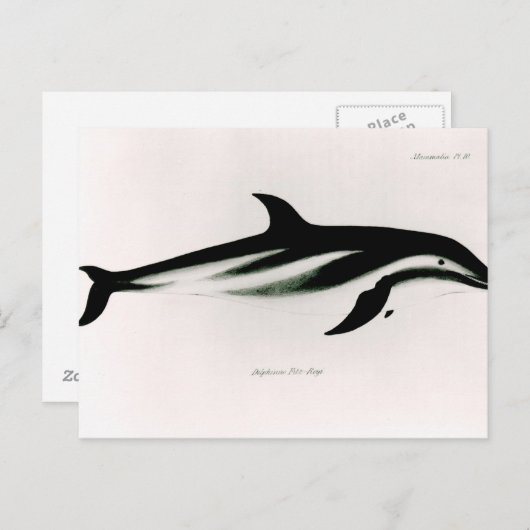 Dolphin Briefkaart (Voorkant / Achterkant)