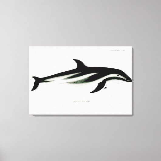 Dolphin Canvas Afdruk (Voorkant)