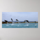 Dolphin Dance Poster (Voorkant)