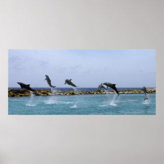 Dolphin Dance Poster