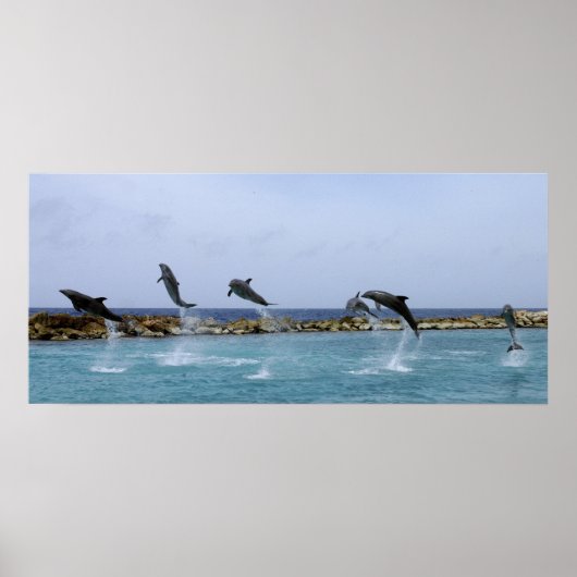 Dolphin Dance Poster (Voorkant)