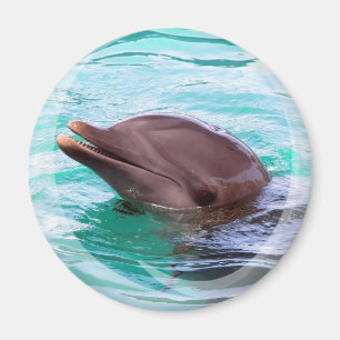 Dolphin Design Magnet Magneet