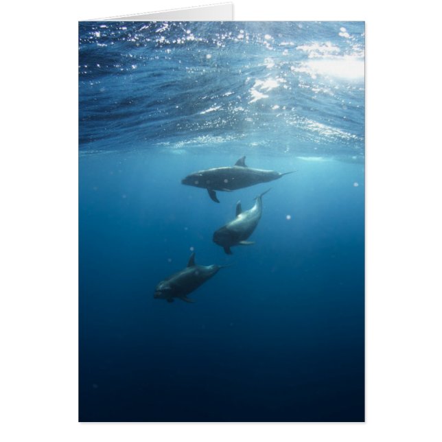 Dolphin Family (Devant)