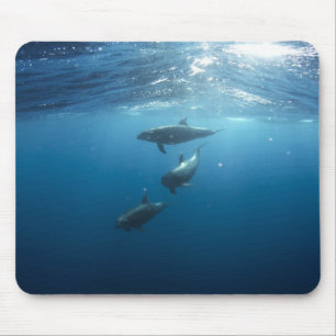 Dolphin Family Underwater Muismat
