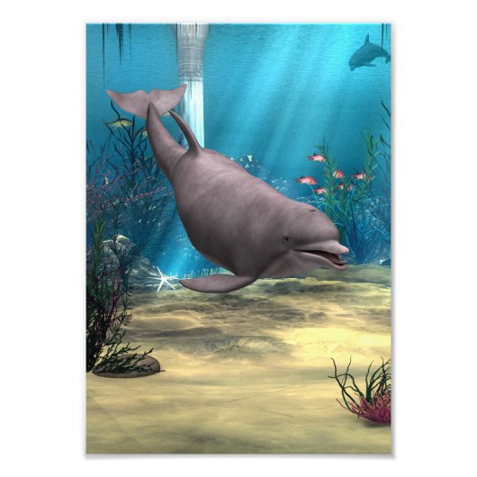 Dolphin Foto Afdruk (Voorkant)