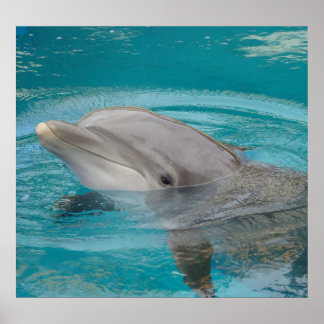 Dolphin Friend Poster