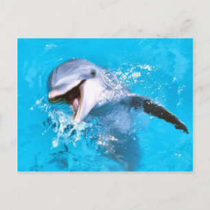 Dolphin glimlachen 2 briefkaart