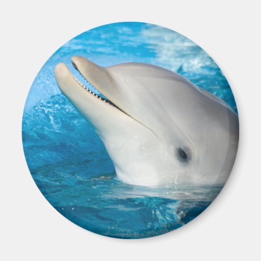 Dolphin Magneet (Voorkant)