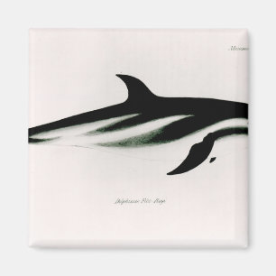 Dolphin Magneet