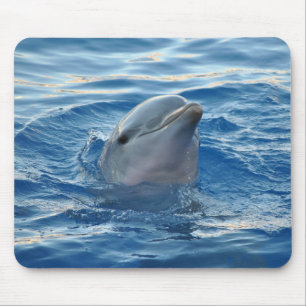 Dolphin Muismat