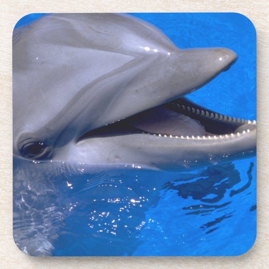 Dolphin onderzetter set (Voorkant)