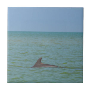 Dolphin op Sanibel Tegeltje