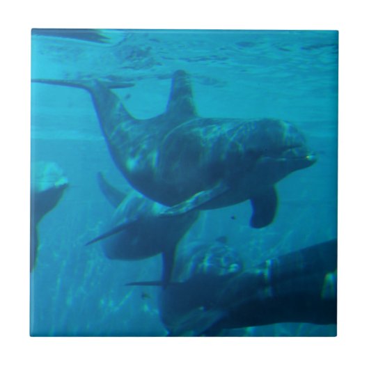 Dolphin Play Tile Tegeltje (Voorkant)