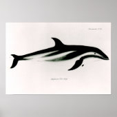 Dolphin Poster (Voorkant)