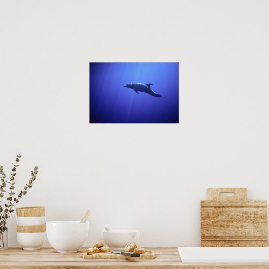 Dolphin Poster (Keuken)