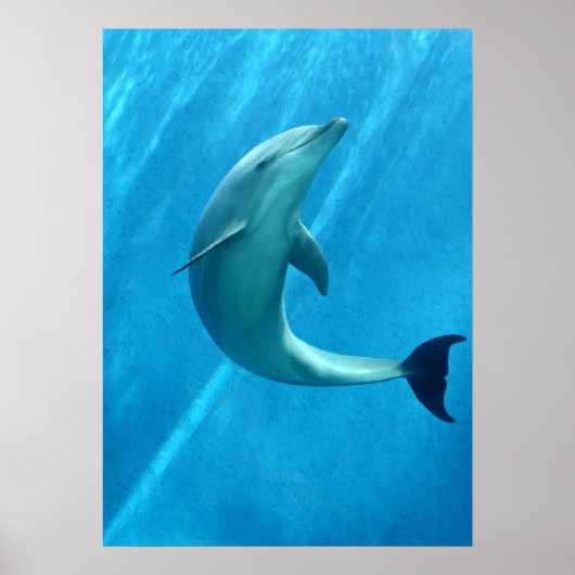 Dolphin Poster (Voorkant)