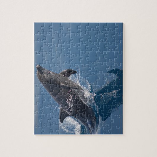 Dolphin Puzzle Legpuzzel (Verticaal)