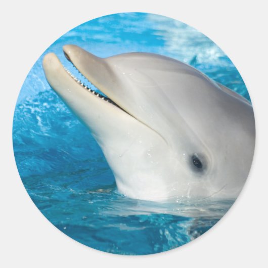 Dolphin Ronde Sticker (Voorkant)